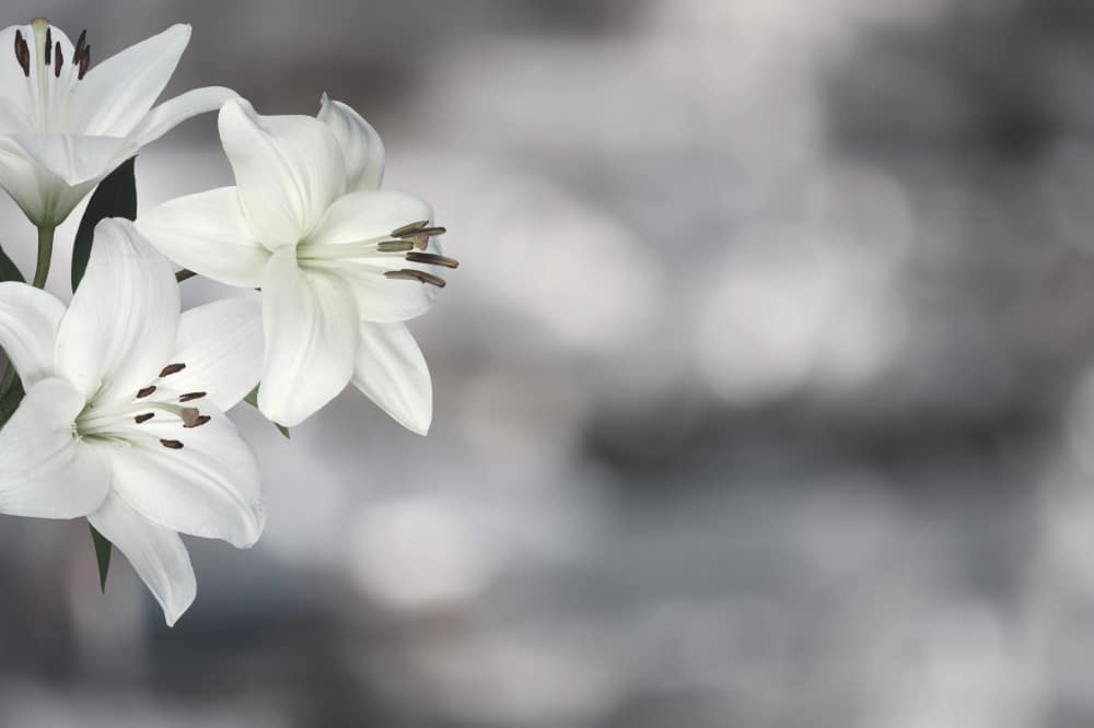 sympathy card with lily flowers black white image