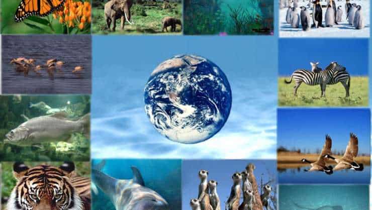În prezent, schimbările climatice modifică ciclurile naturale de viață ale plantelor și animalelor