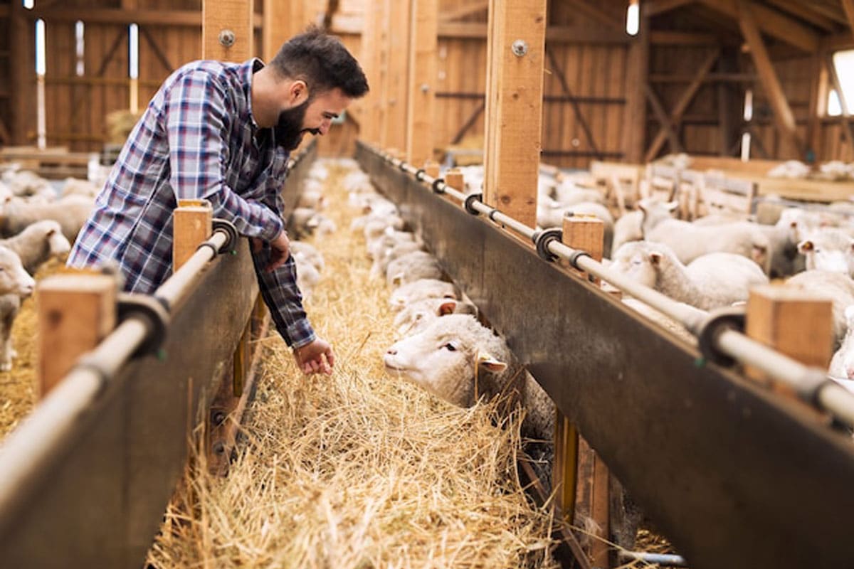 5 lucruri necesare intr o ferma pentru a asigura bunastarea animalelor