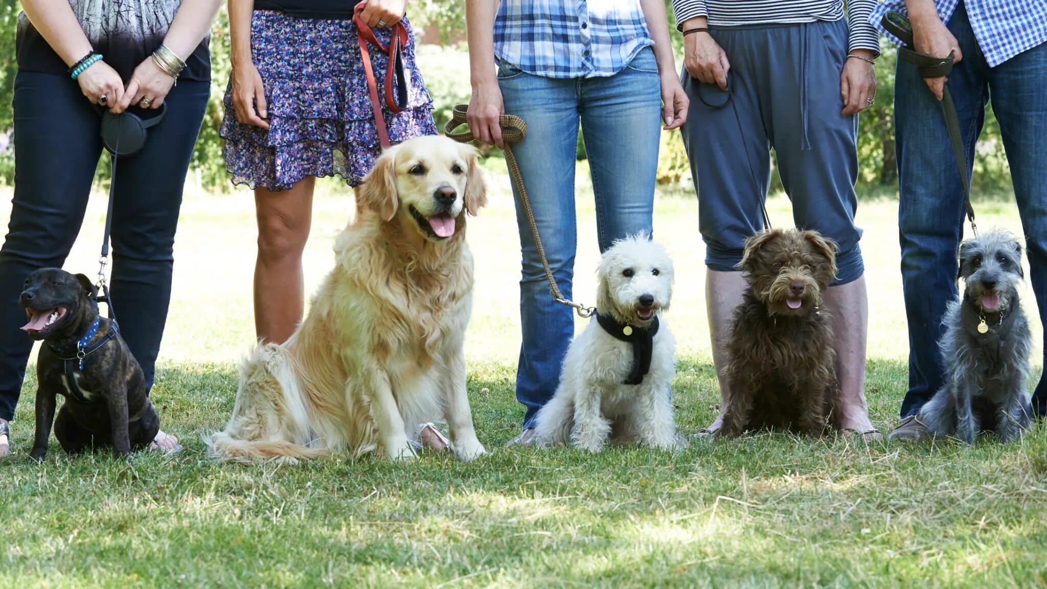 Proprietarii de câini sunt obligați să înregistreze animalele în registrul de evidență a câinilor cu stăpân