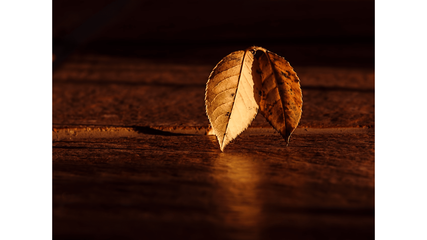 Palo Santo: Elixirul energiei pozitive si purificarii spirituale