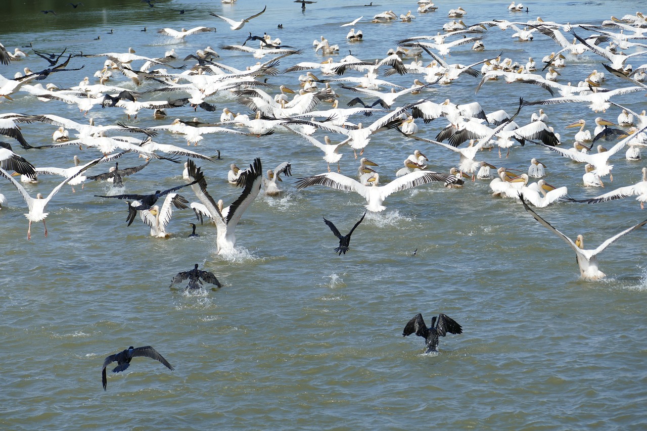 Pasari in Delta Dunarii