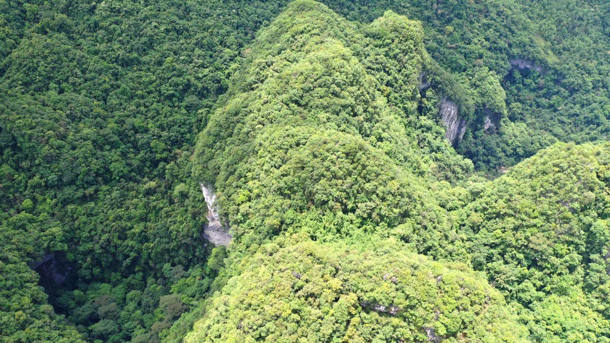 lumea ascunsa de pe fundul dolinelor din china cum traiesc paduri paradisiace sub pamant 915175