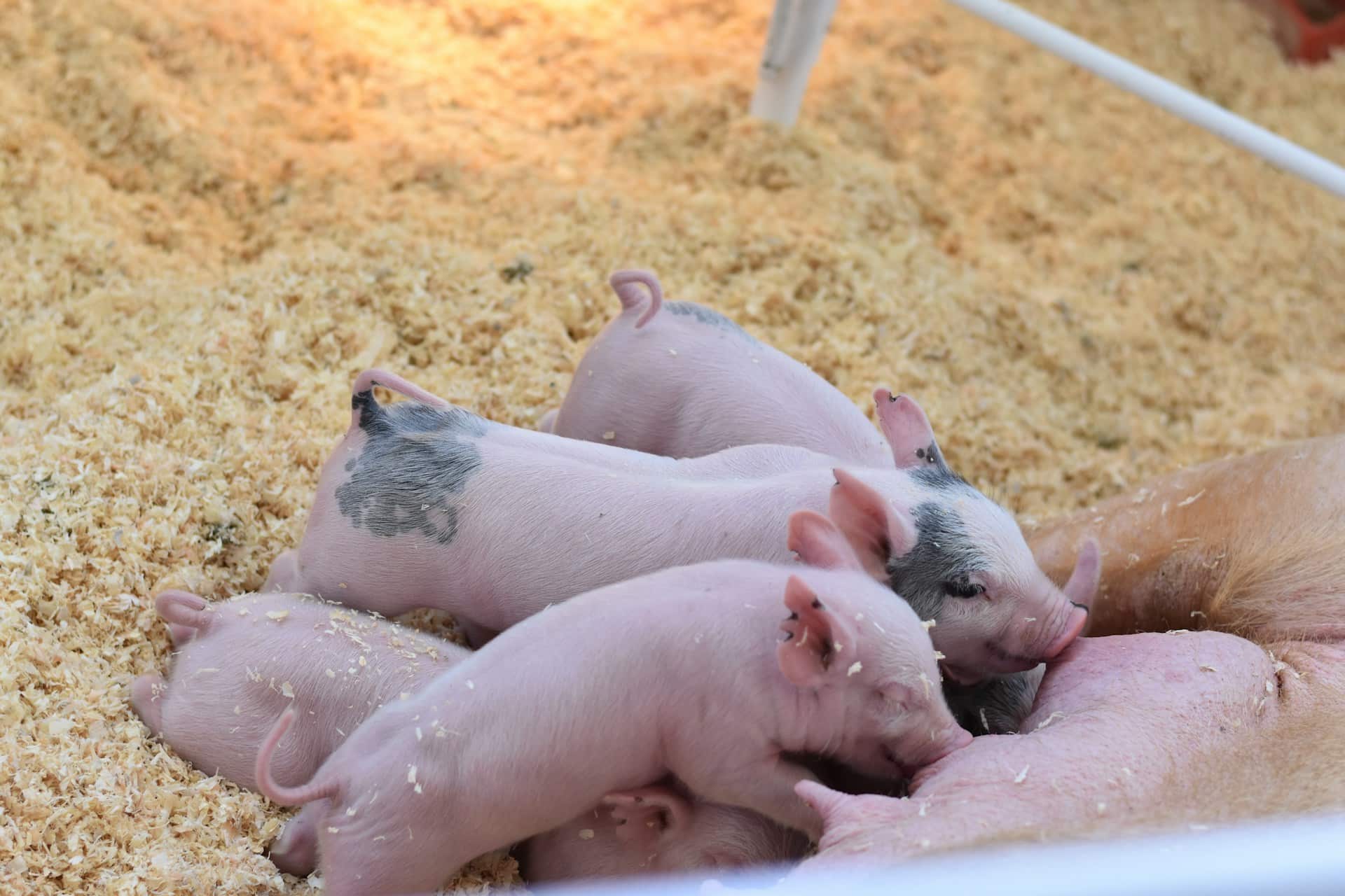 Sprijin de peste 55 milioane lei pentru crescătorii de animale