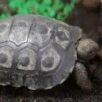 o testoasa gigant de galapagos specie in pericol de disparitie s a nascut in captivitate la ajaccio este o premiera pentru franta 917293