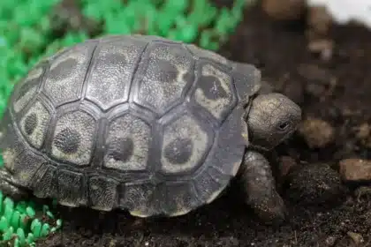 o testoasa gigant de galapagos specie in pericol de disparitie s a nascut in captivitate la ajaccio este o premiera pentru franta 917293