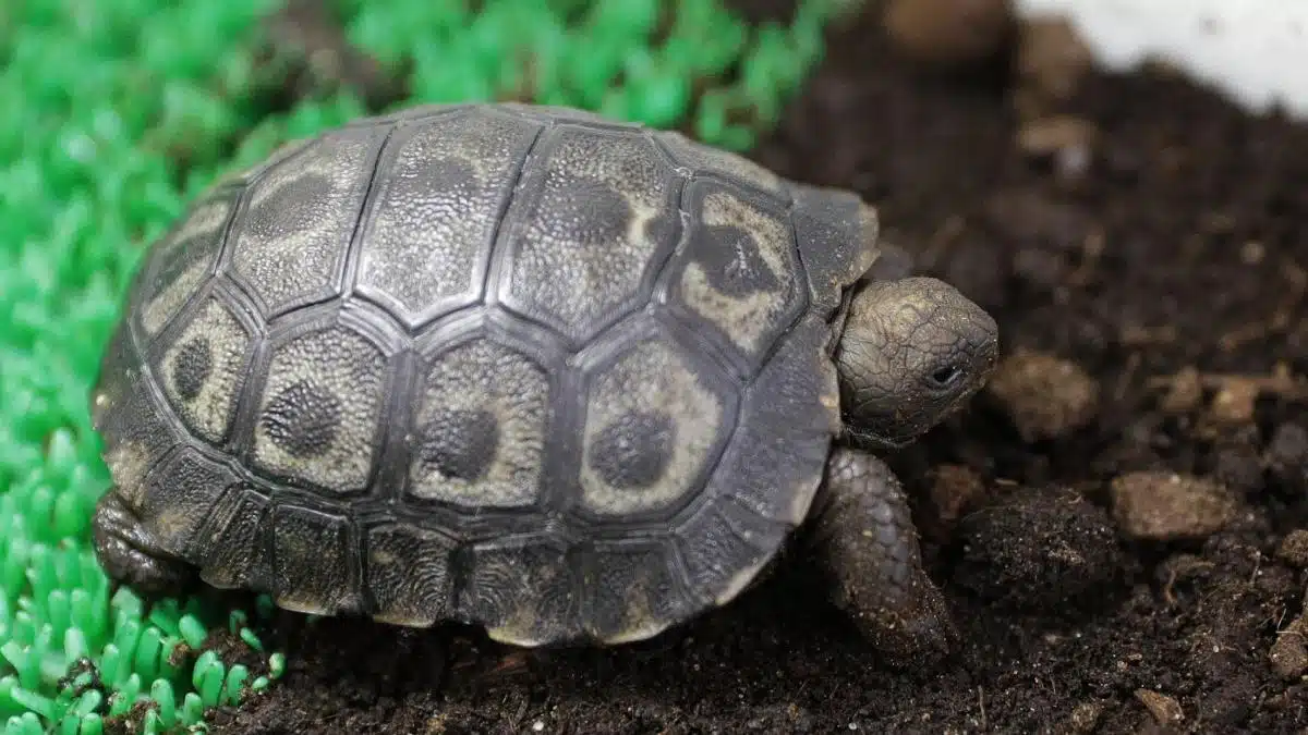 o testoasa gigant de galapagos specie in pericol de disparitie s a nascut in captivitate la ajaccio este o premiera pentru franta 917293