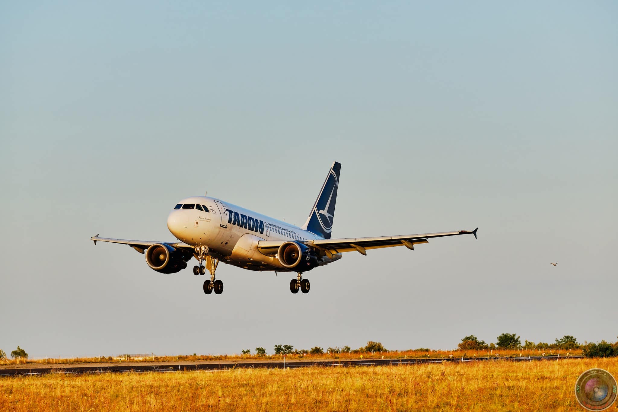 TAROM impune noi reguli pentru călătoriile cu animale de companie