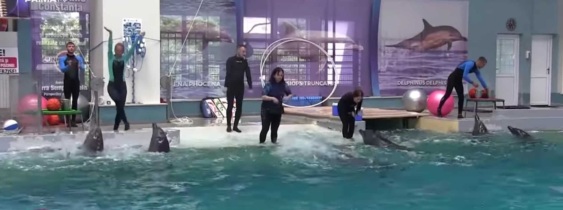 Delfinariul din Constanța primește noi delfini. Cine îi va trimite în România