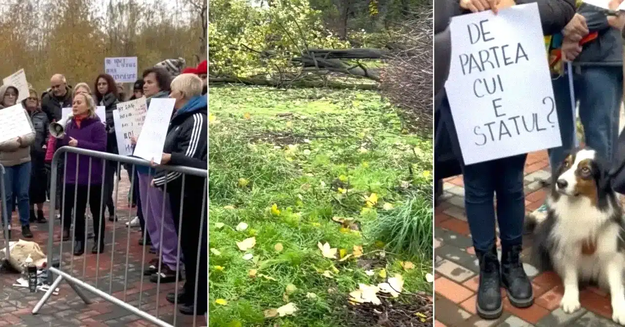 Parcul IOR sub amenințare cum reacționează autorităţile la tăierile de copaci