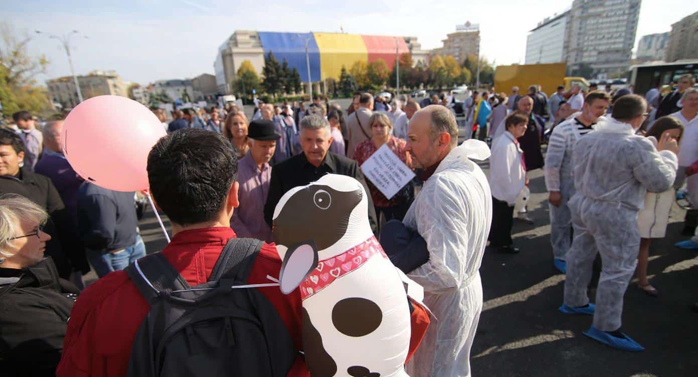 Veterinarii protestează – Finanțare tăiată cu 50%, risc de antrax și rabie