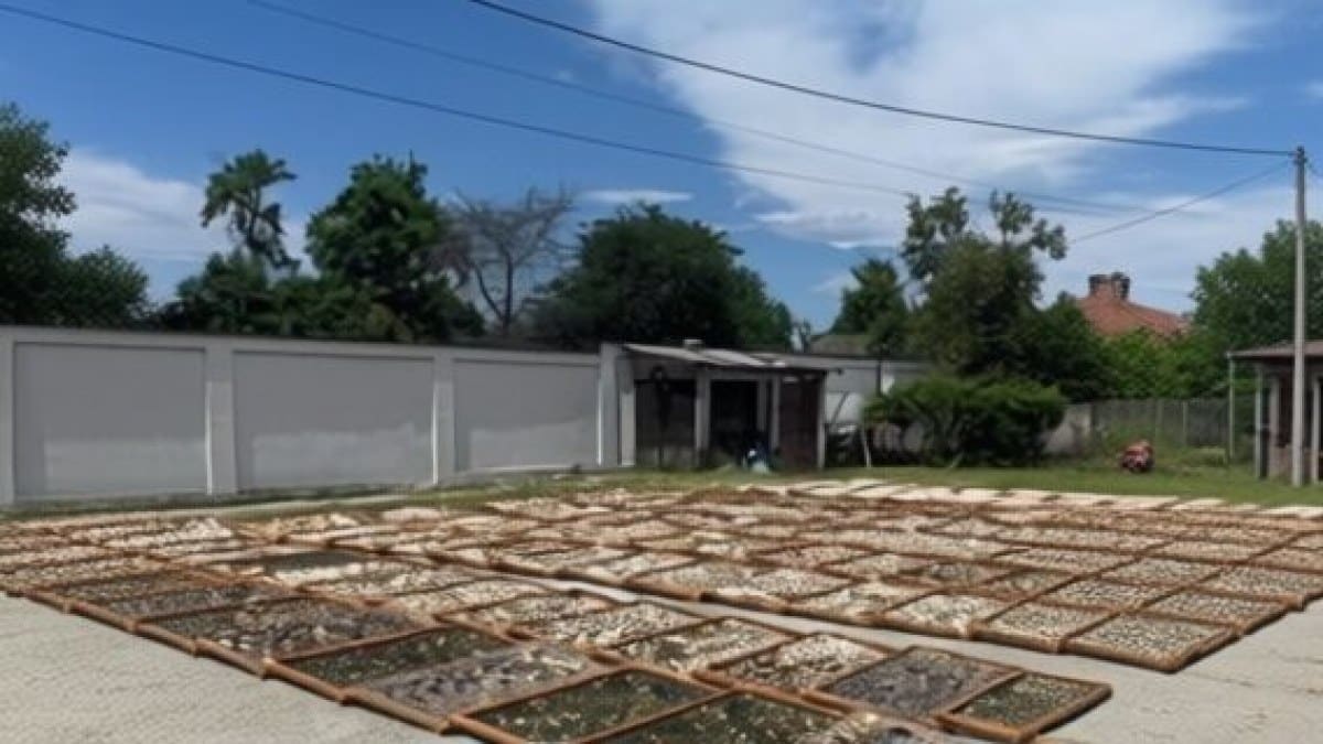 Afaceri ilegale cu trufe de 13,4 milioane lei, depistate de autorități