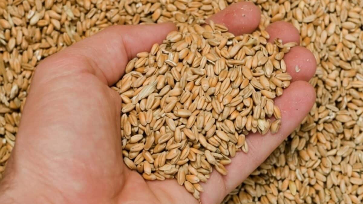 România începe exportul de cereale în China în 2 luni și pregătește livrările de porc