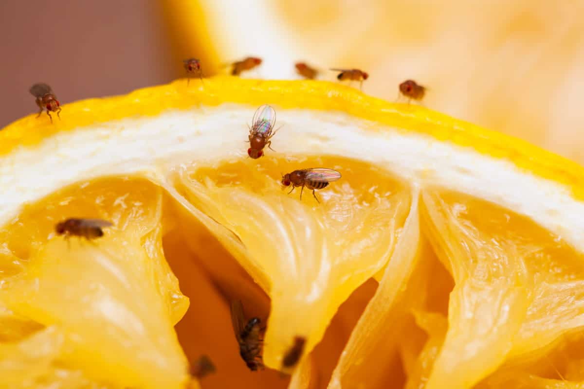 Cum scapi de musculițe: ghid complet pentru a scăpa de musculița de oțet