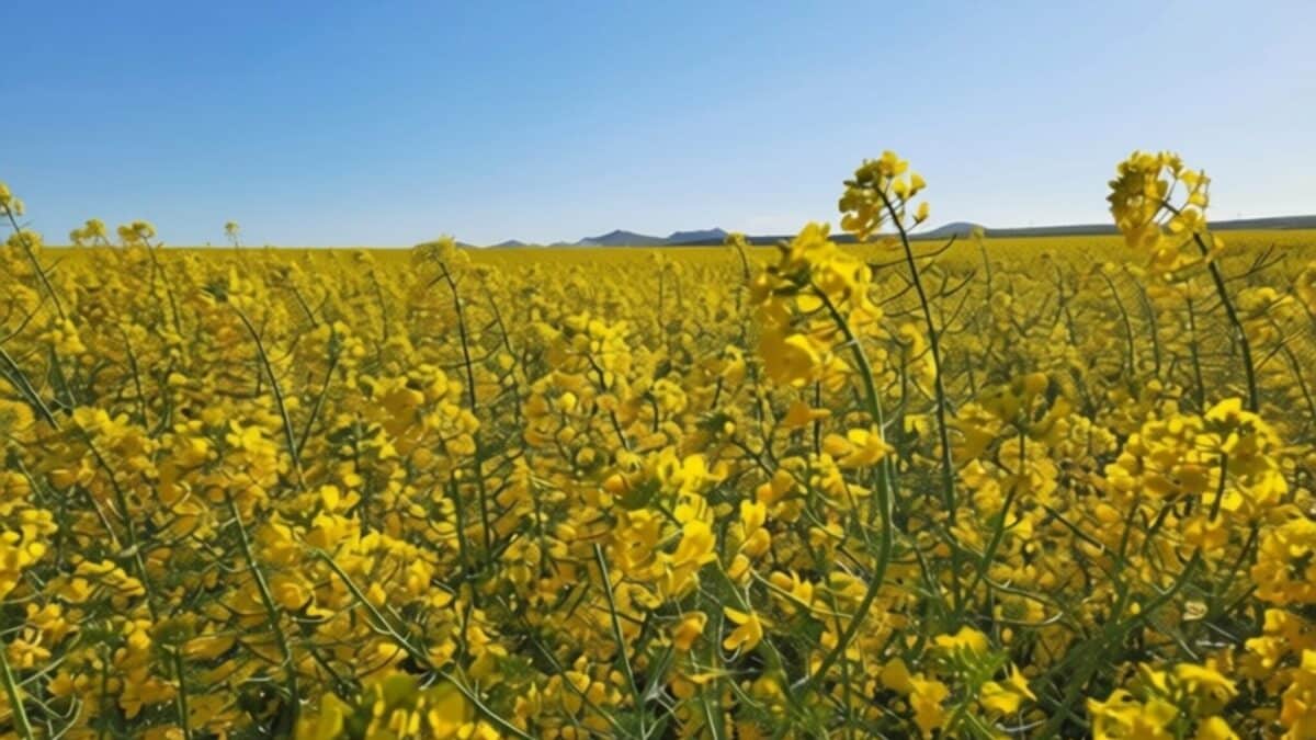 Ucraina mizează pe rapiță și vizează 1,5 milioane de hectare cultivate