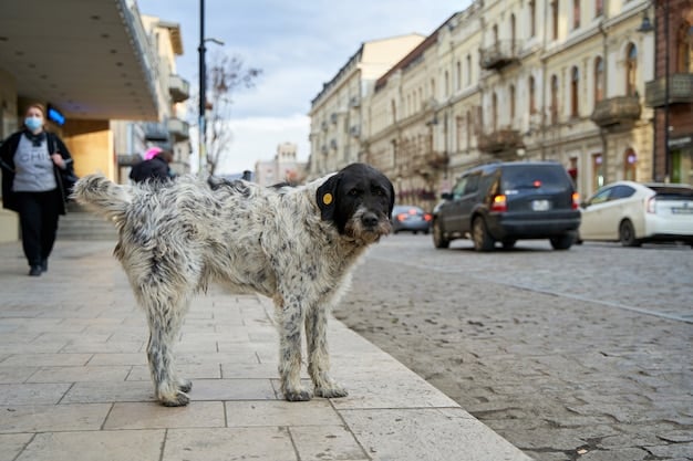 România pe locul 3 în UE la numărul de câini, dar amendele sunt aproape inexistente