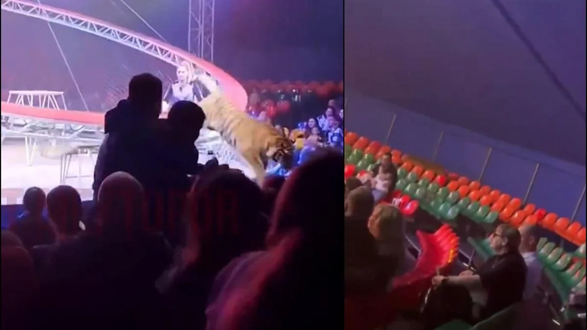 Panică la un circ din Rusia un tigru a sărit printre spectatori în plin show