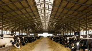 Profitul net DN Agrar scade cu 32% în primul trimestru. Prețul laptelui a scăzut.