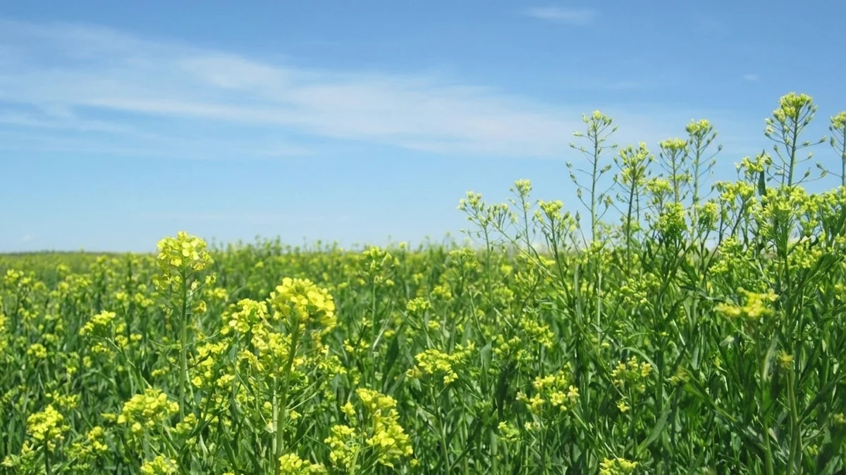 Bayer și bp pariază pe camelina pentru combustibili de aviație. Piața atinge 40 miliarde galoane