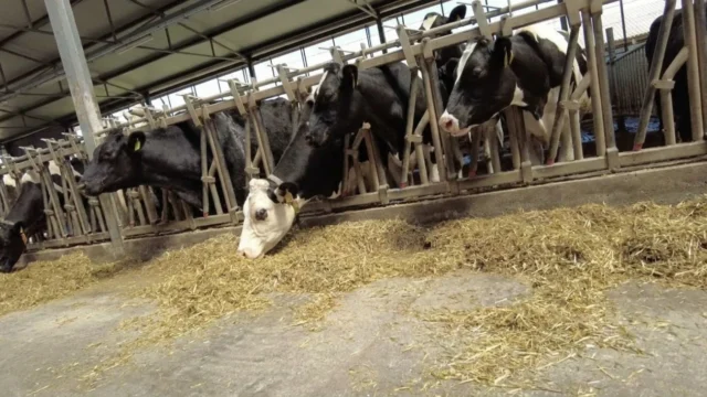 Frauda uriașă cu bani europeni. Prejudiciul de 16 milioane lei care zguduie agricultura