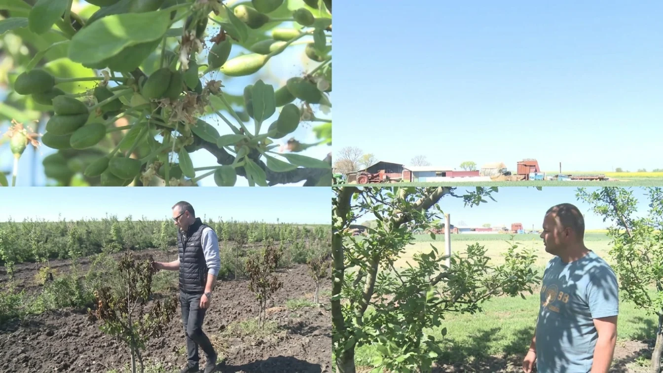 Ce se intampla cu preturile la piata. Fructele romanesti dispar dupa inghetul din mai