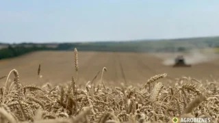 Prețul grâului românesc urcă la 248 USD/tonă. Maximul sezonului, pe fondul cererii turcești.