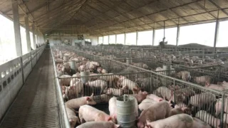 Ferma de suine din Maramureș. O investiție de 51,6 milioane lei schimbă piața cărnii de porc.