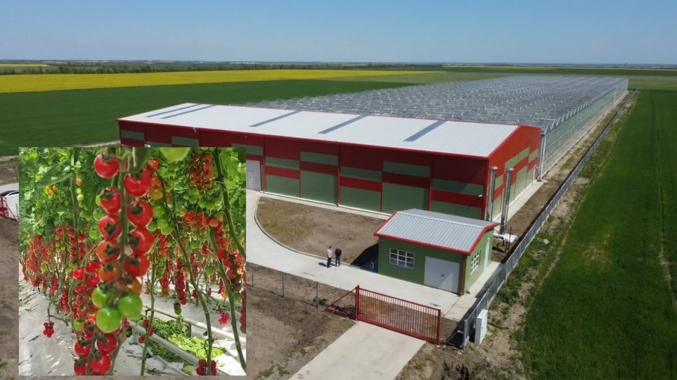 Investiție europeană la Buzău. O nouă seră de 12000 mp aduce roșii bio în supermarketuri toată iarna