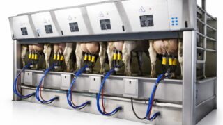 România produce 4,4 milioane tone de lapte, dar pierde 700 de milioane euro din importuri