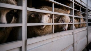 Exporturile românești de ovine și caprine sunt blocate până la finalul lui 2026