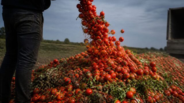 Legumicultorii români își aruncă recoltele după prăbușirea prețurilor. Cum se propagă pierderile spre retail și buget