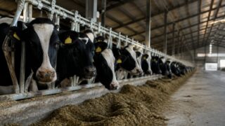 GLP-1 schimbă cererea din piața alimentară. Fermierii, procesatorii și HoReCa riscă pierderi fără date locale