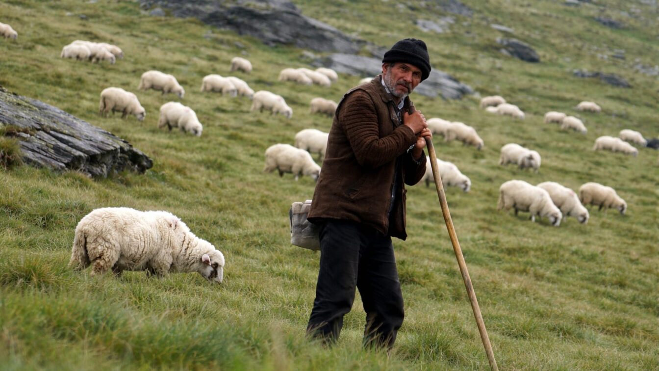 6.500 de crescători de ovine și caprine protestează în București