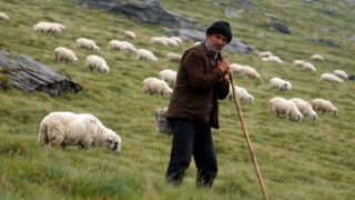 6.500 de crescători de ovine și caprine protestează în București