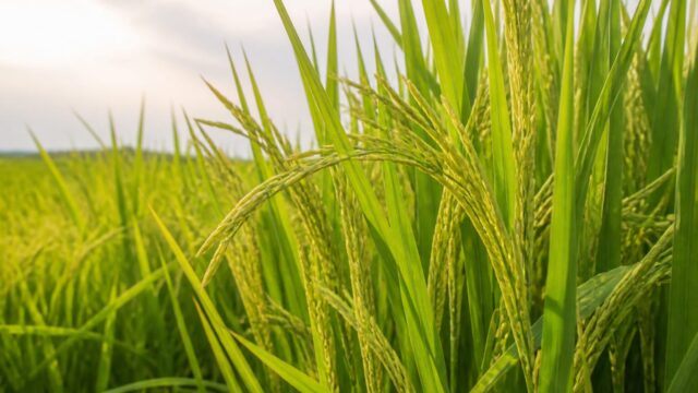 O nouă metodă de editare genetică a crescut recoltele de orez cu 25%