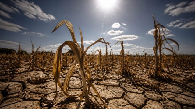 Prețurile agricole au urcat cu 7% într-o lună