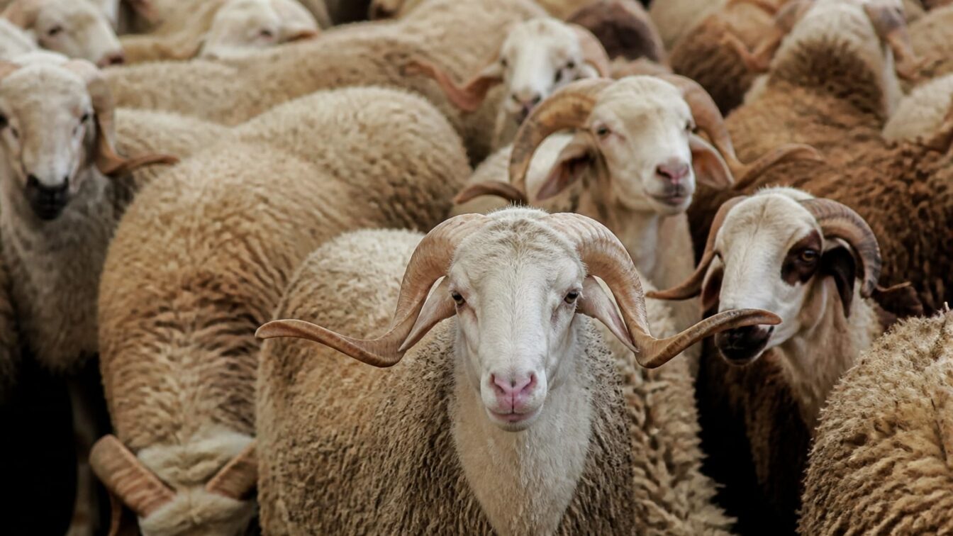 Algeria a arestat 13 persoane după un import de un milion de oi, inclusiv din România