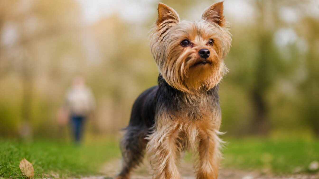 Yorkshire Terrier – un căţel de talie mică, dar cu o personalitate ”mare”