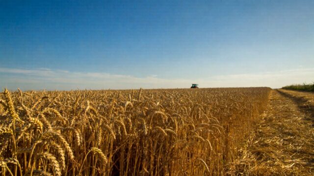 Producția agricolă a României a urcat la 117,7 miliarde de lei în 2025