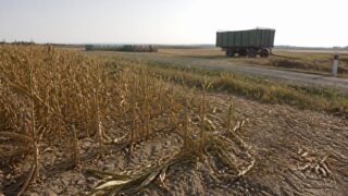 Ce schimbă pentru piața alimentară europeană o recoltă franceză de porumb la cel mai slab nivel din 50