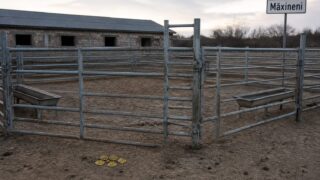 Primarul din Măxineni cere intervenții echilibrate. Un focar de variolă ovină nu trebuie să „condamne” un sector economic întreg