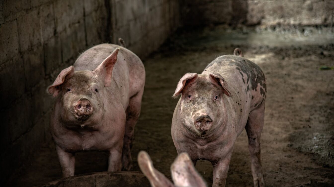 Firmele din sectorul suin intră explicit la ajutor, iar crescătorii de bovine nu mai mută acte între instituții