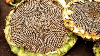 În România, costurile fermierilor au crescut mai repede decât prețurile produselor agricole