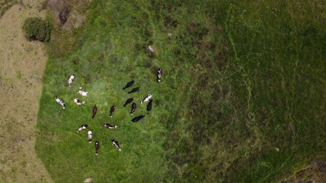 Efectivul de bovine a crescut cu 0,5%, în timp ce numărul femelelor pentru reproducție a scăzut cu 0,7%