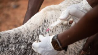 Daniel Buda spune că exporturile de animale care vor fi vaccinate ar putea fi deblocate în cel mult o lună