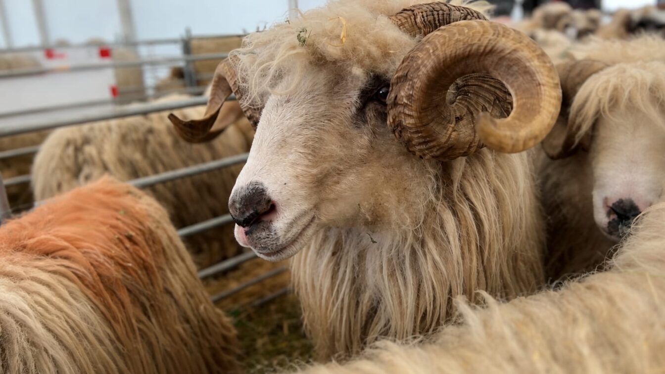România a trecut pe 4 septembrie de analiza tehnică a planului ANSVSA, iar exporturile de ovine și caprine intră în etapa