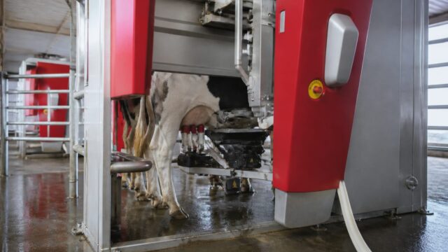 O fermă automatizată de 2 milioane de euro funcționează în Lespezi. Cum lucrează roboții pentru 150 de capete