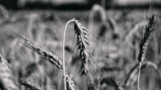 Contractele futures pentru grâu au crescut cu 40%, iar importatorii caută alternative la Rusia și Ucraina