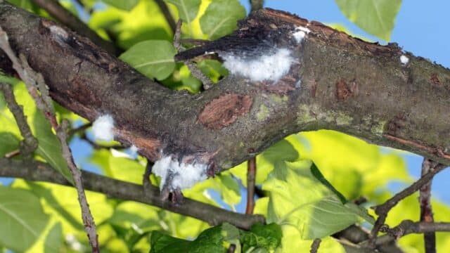 Insecticide agricole pentru combaterea păduchelui lânos: cum identifici și controlezi infestarea
