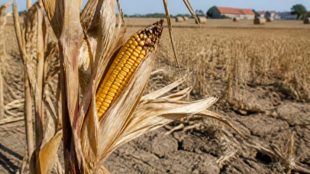 Recolta de porumb din UE este estimată cu 19% sub anul trecut. Ce înseamnă pentru prețuri și pentru România